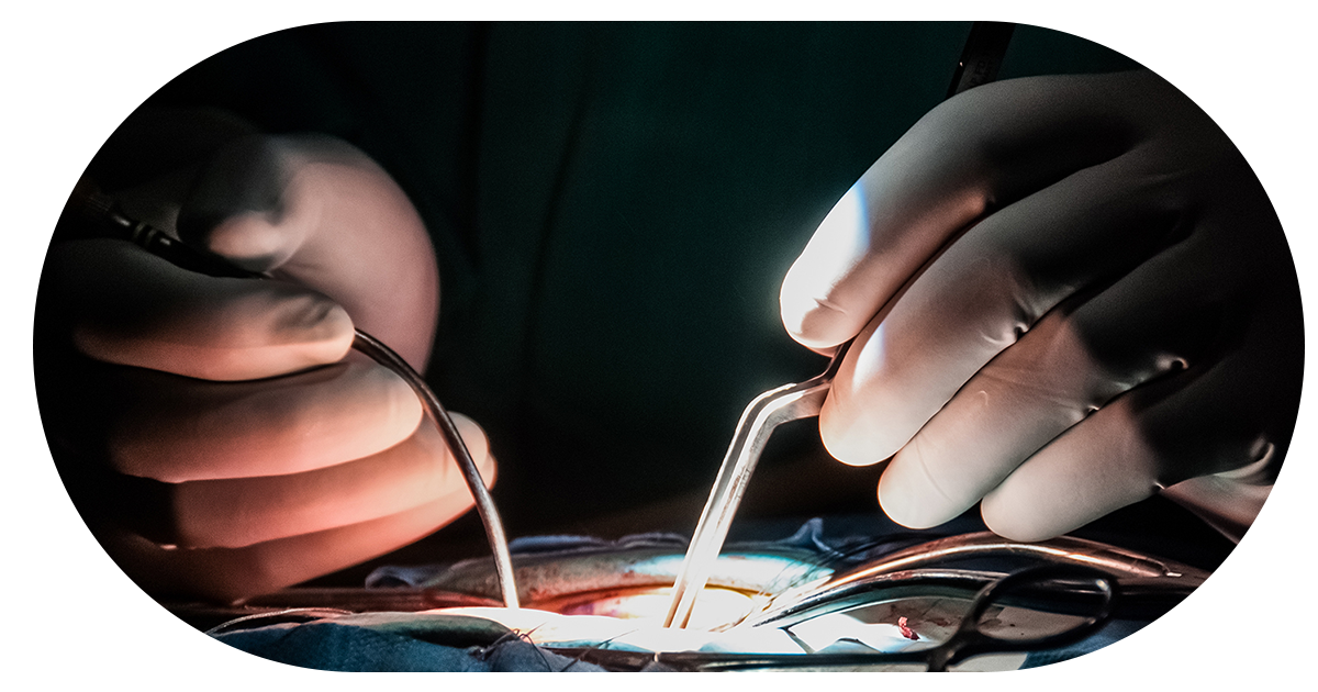 Ejemplo de Imagen Aqui