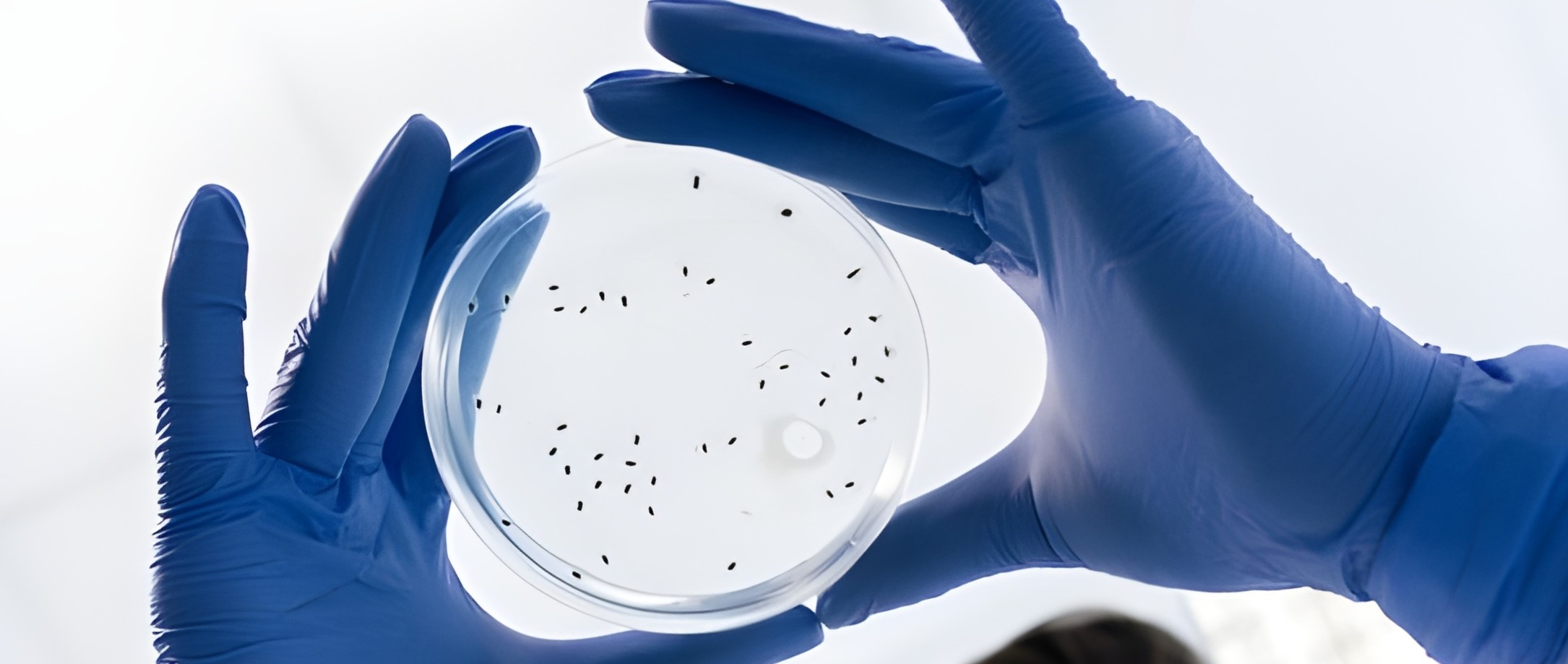 Ejemplo de Imagen informativa 2